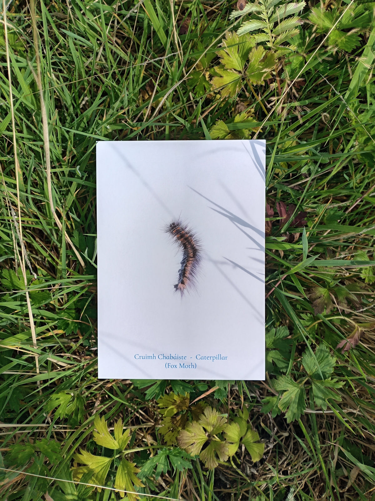 Cruimh Chabáiste - Caterpillar (Fox Moth) A5 Print