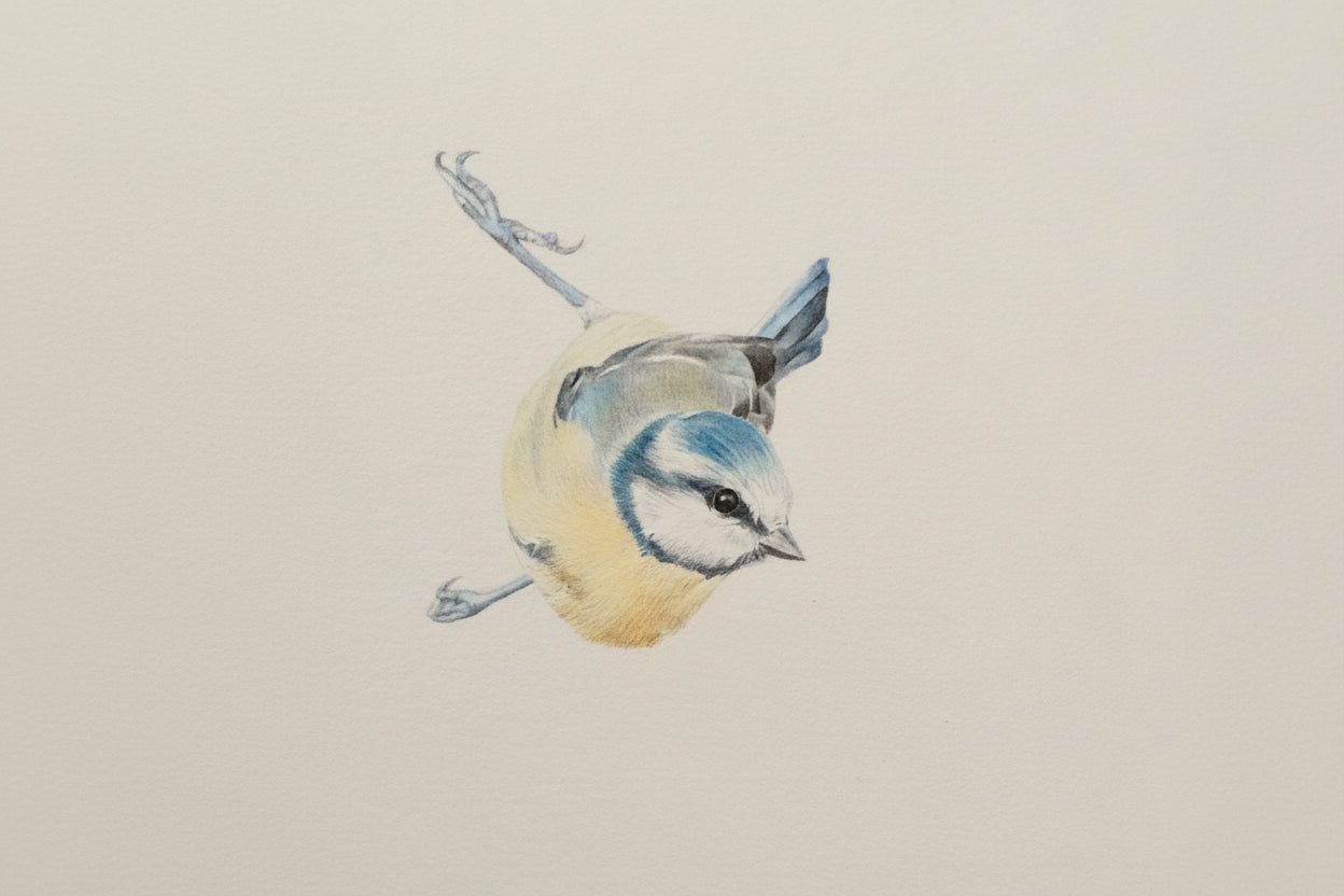 "Blue Tit" original drawing