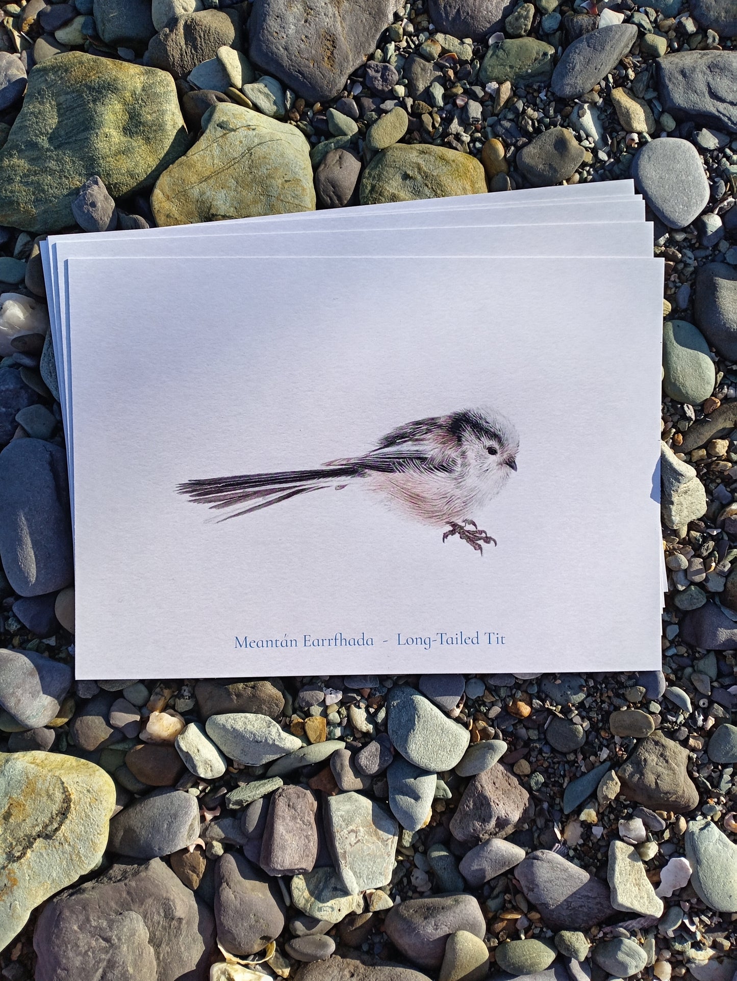 Nature Calendar Postcard Club