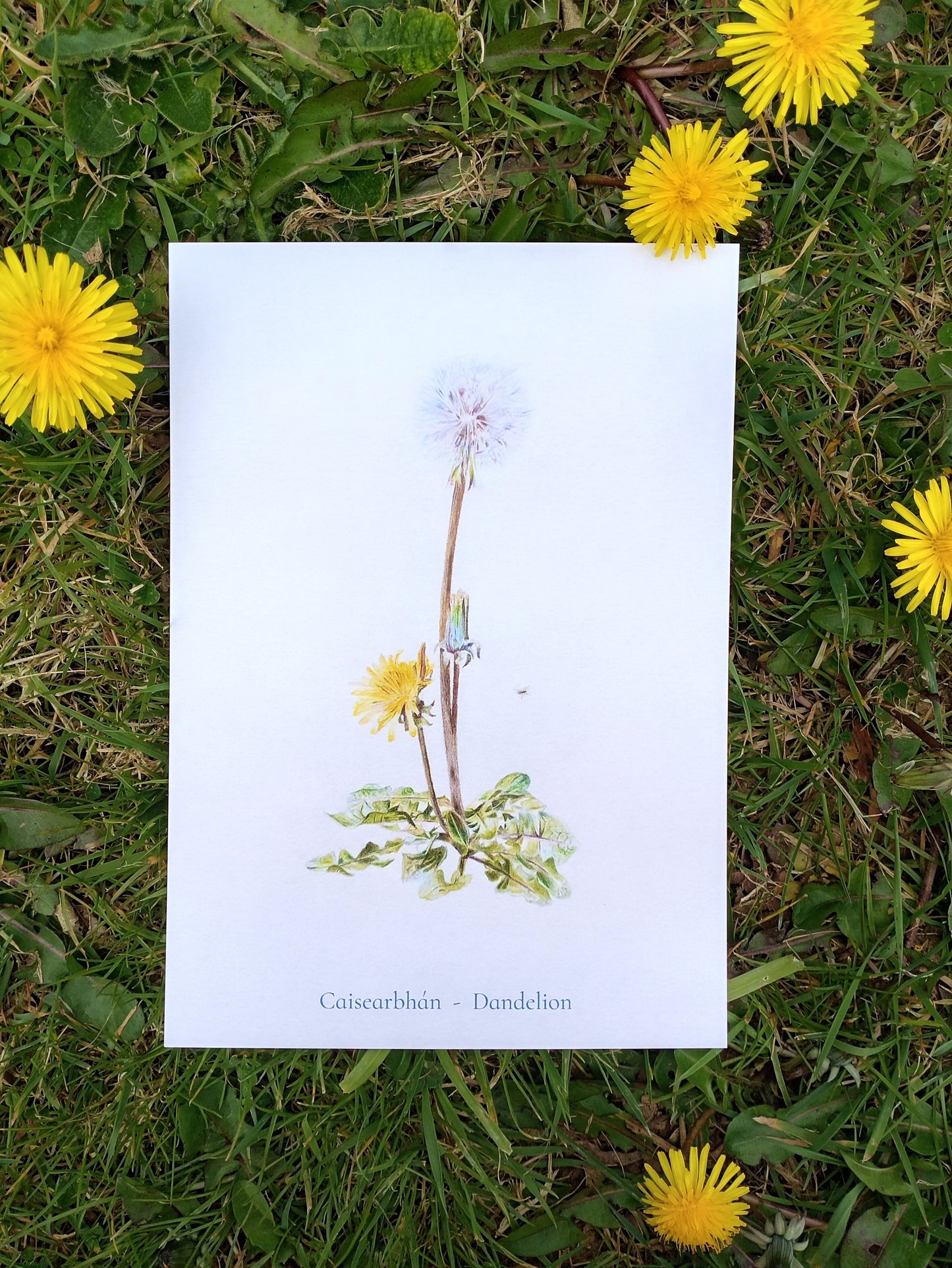 Caisearbhán Postcard Print