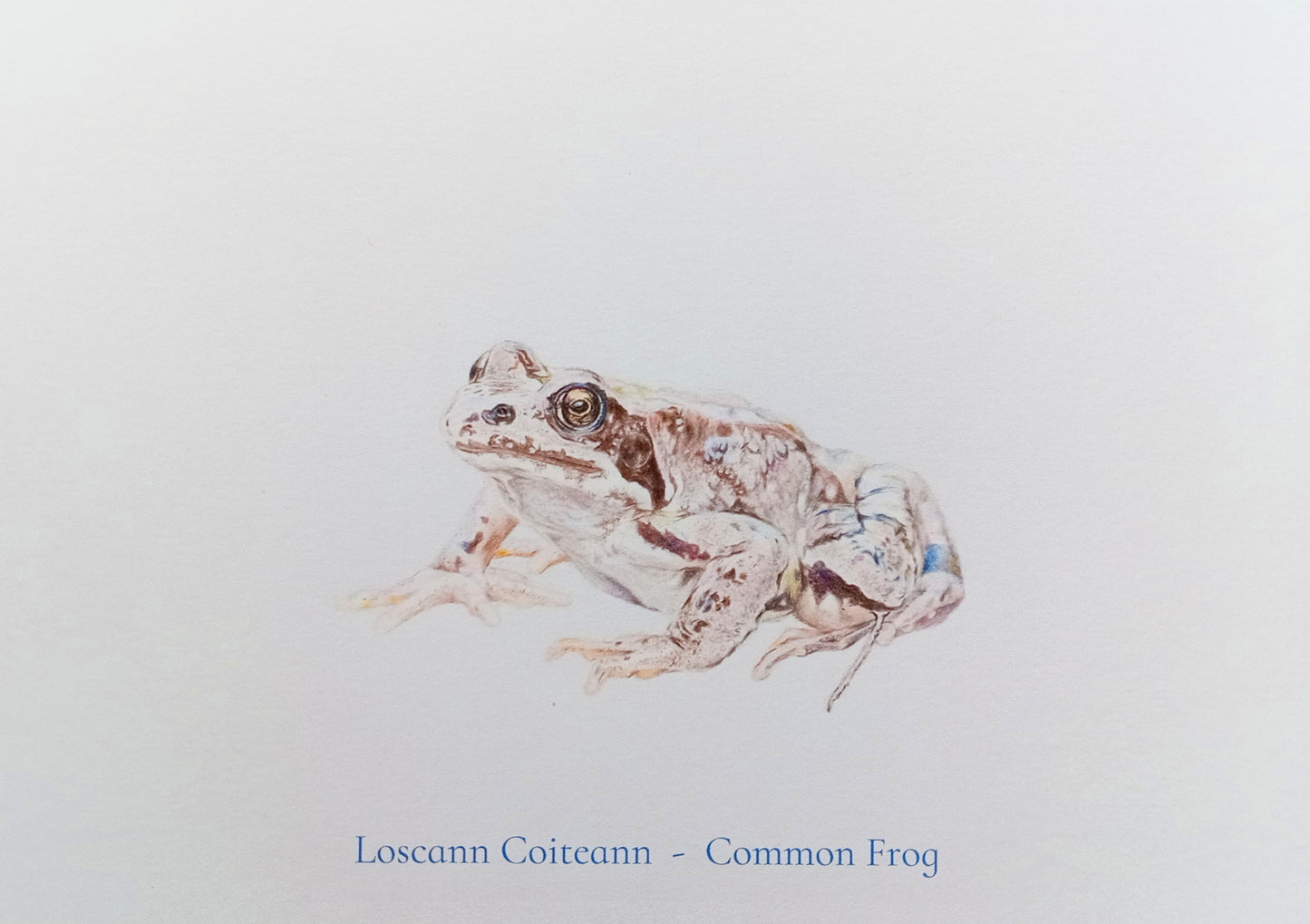 Loscann Coiteann Postcard Print