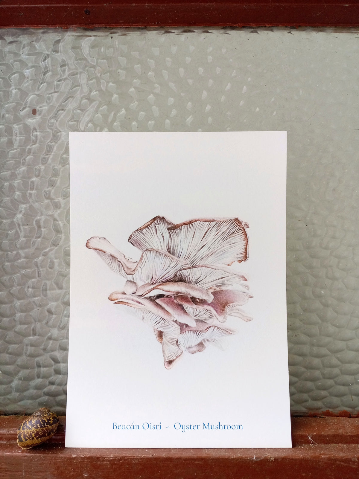 Beacán Oisrí - Oyster Mushroom A5 print