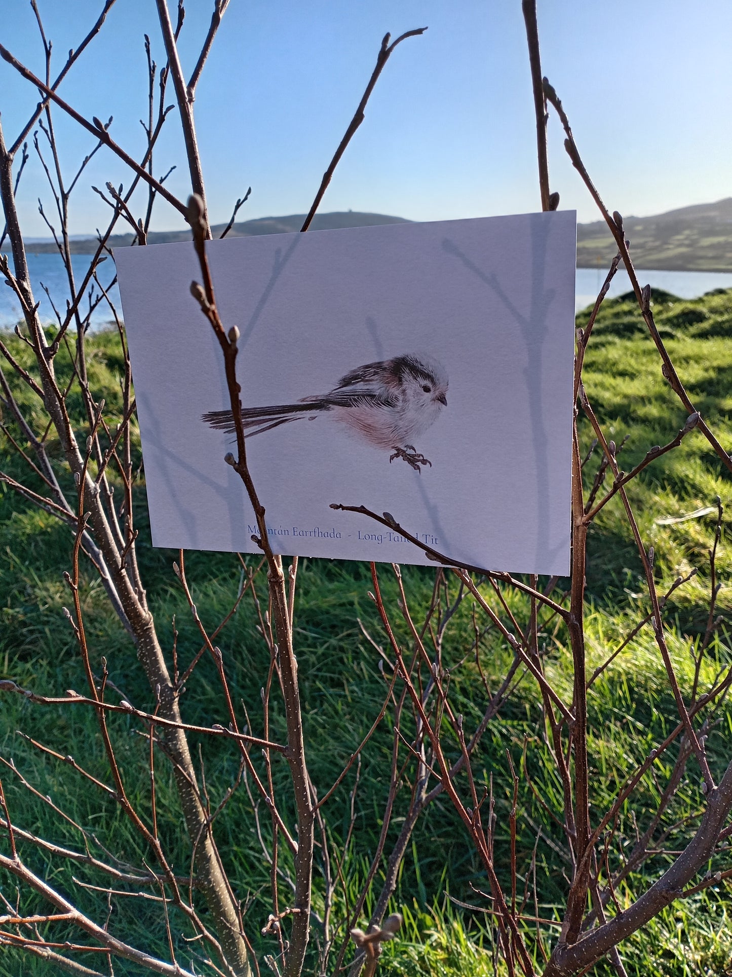 Meantán Earrfhada Postcard Print