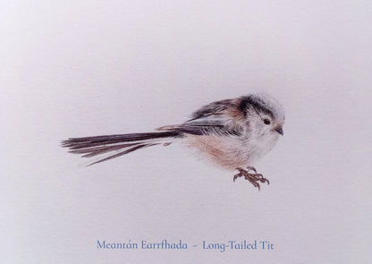 Meantán Earrfhada Postcard Print