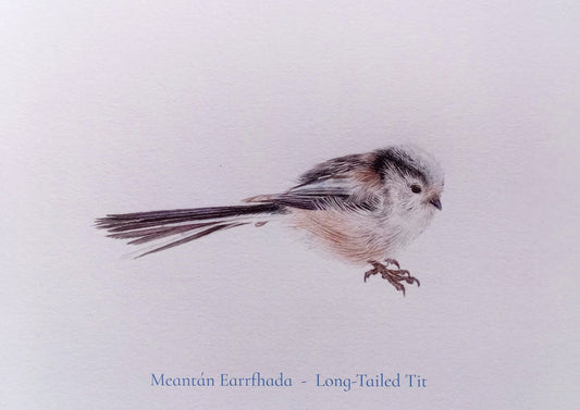 Meantán Earrfhada Postcard Print