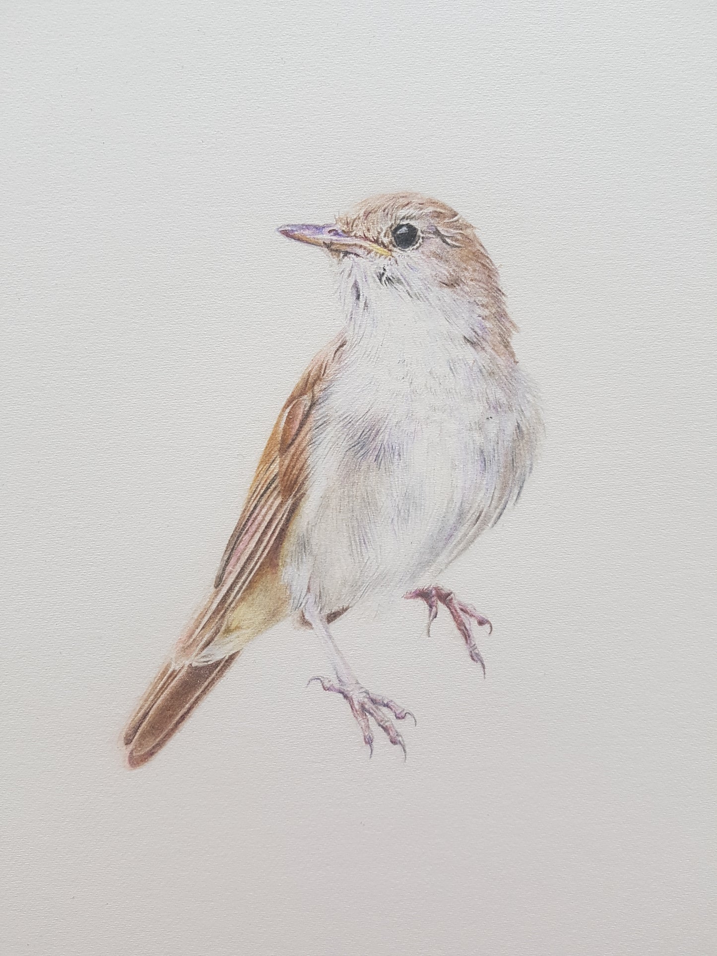 "Nightingale" Framed Original Drawing