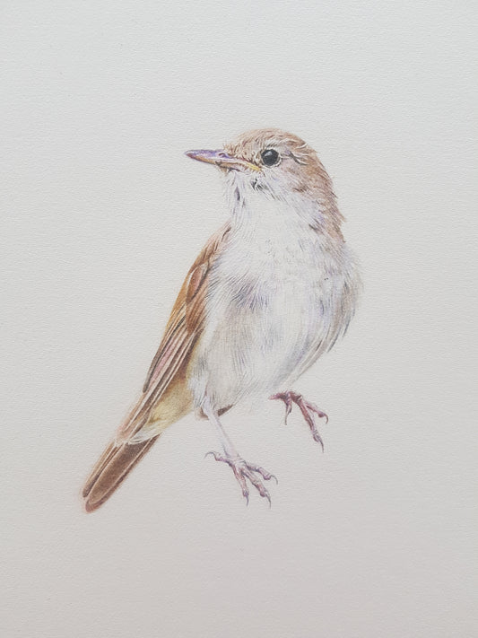 "Nightingale" Framed Original Drawing