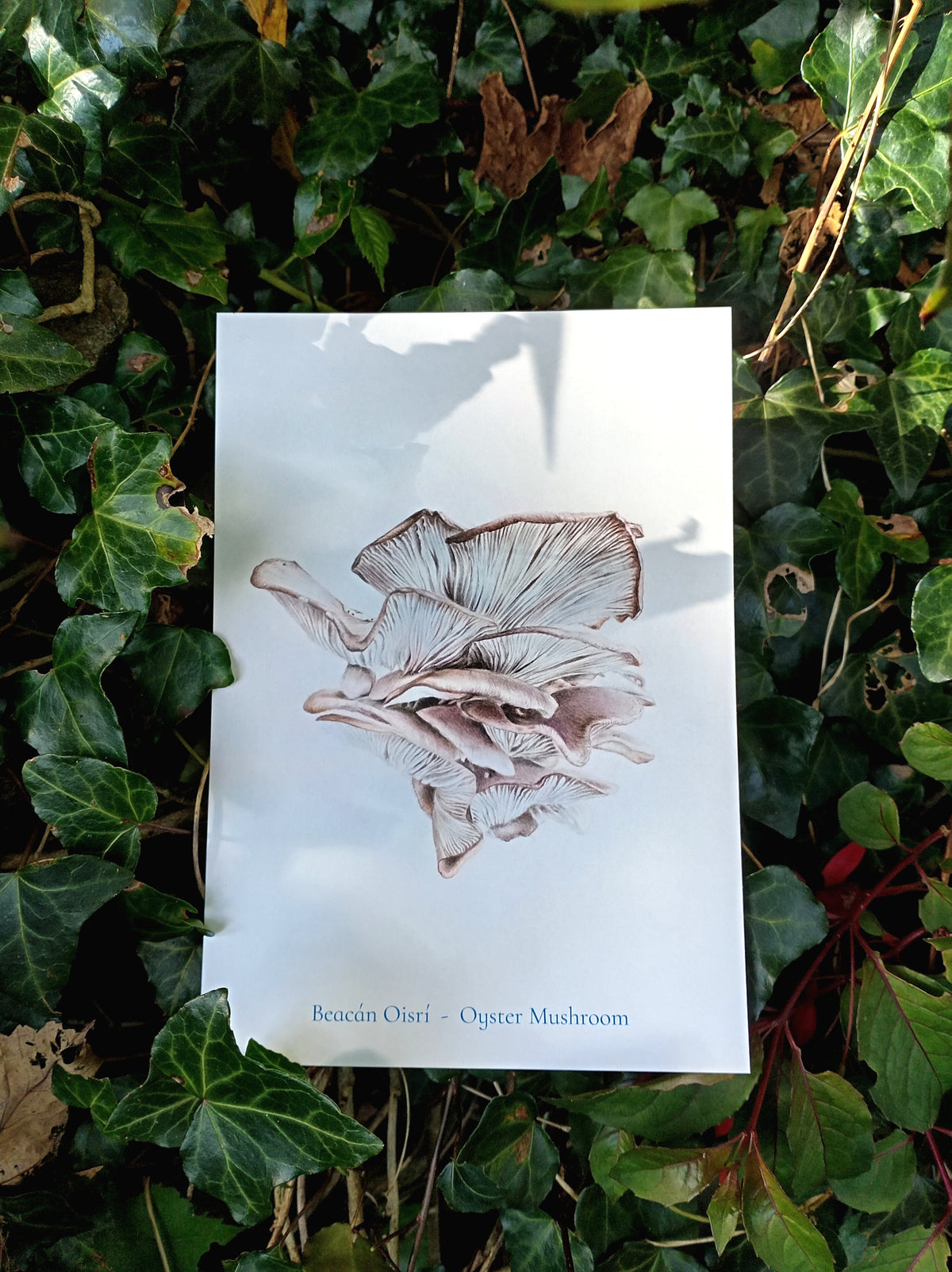Beacán Oisrí - Oyster Mushroom A5 print