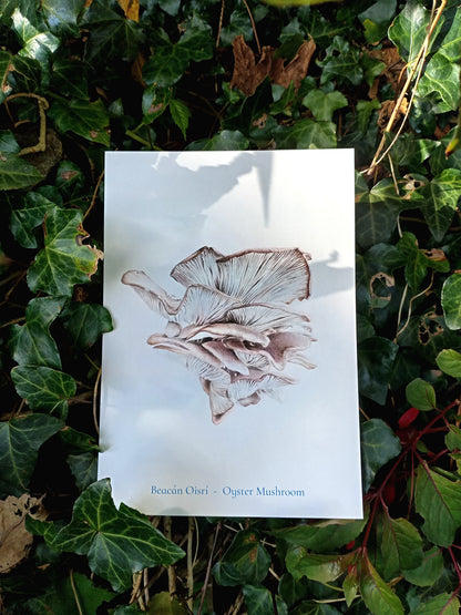 Beacán Oisrí - Oyster Mushroom A5 print