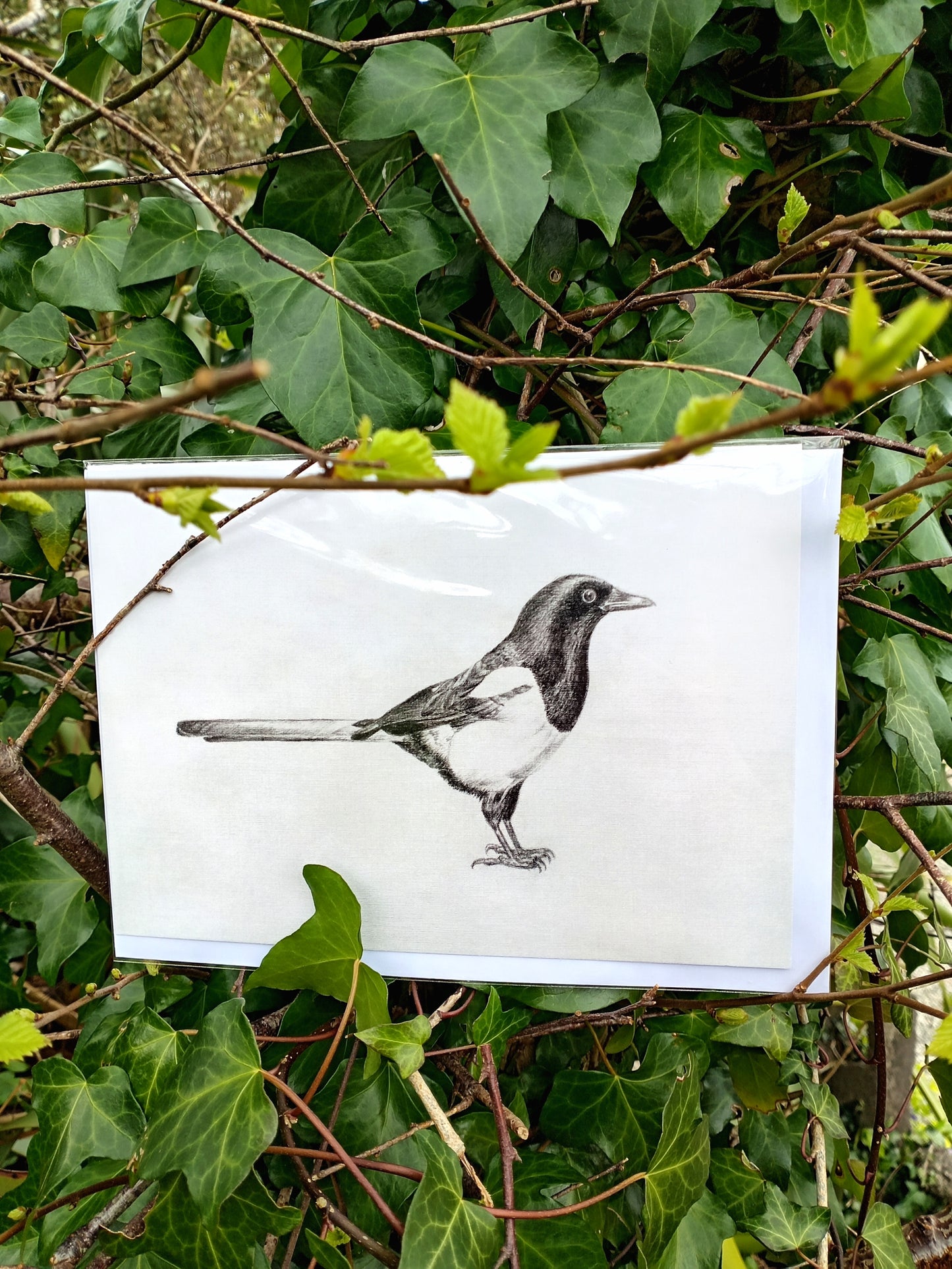 "Drawings on Cotton - Magpie" Printed Card