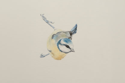 "Blue Tit" framed original drawing