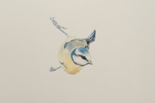 "Blue Tit" original drawing
