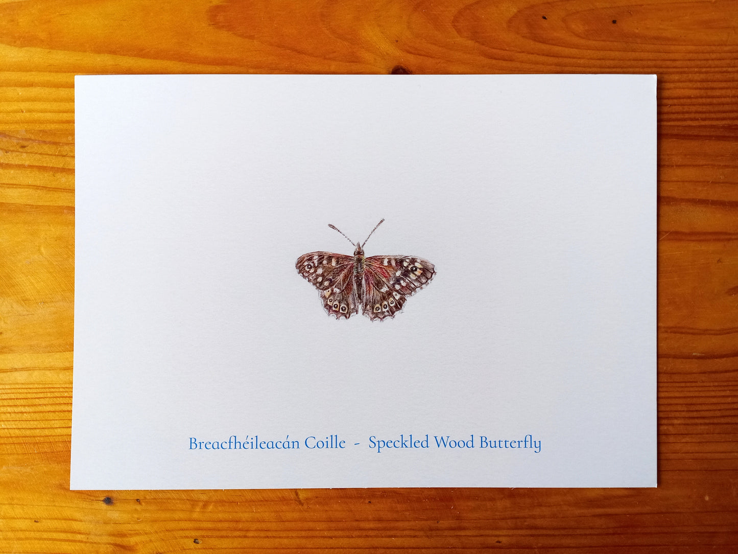 Breacfhéileachán Coille Postcard Print