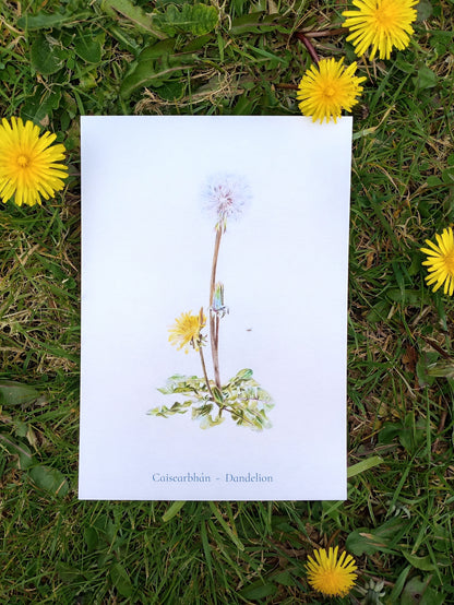 Caisearbhán Postcard Print