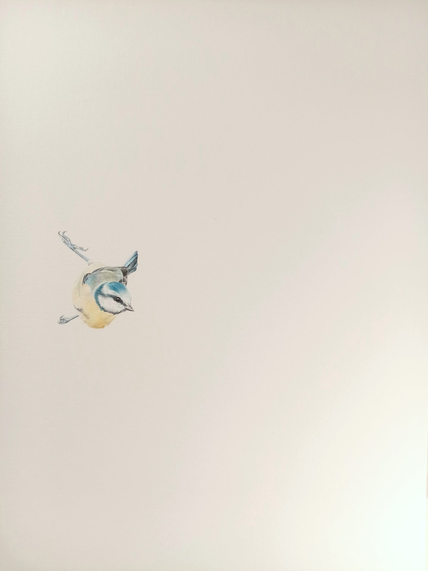 "Blue Tit" original drawing