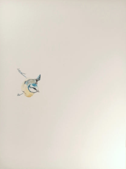 "Blue Tit" framed original drawing