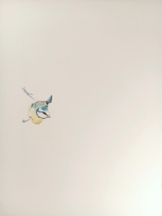 "Blue Tit" original drawing