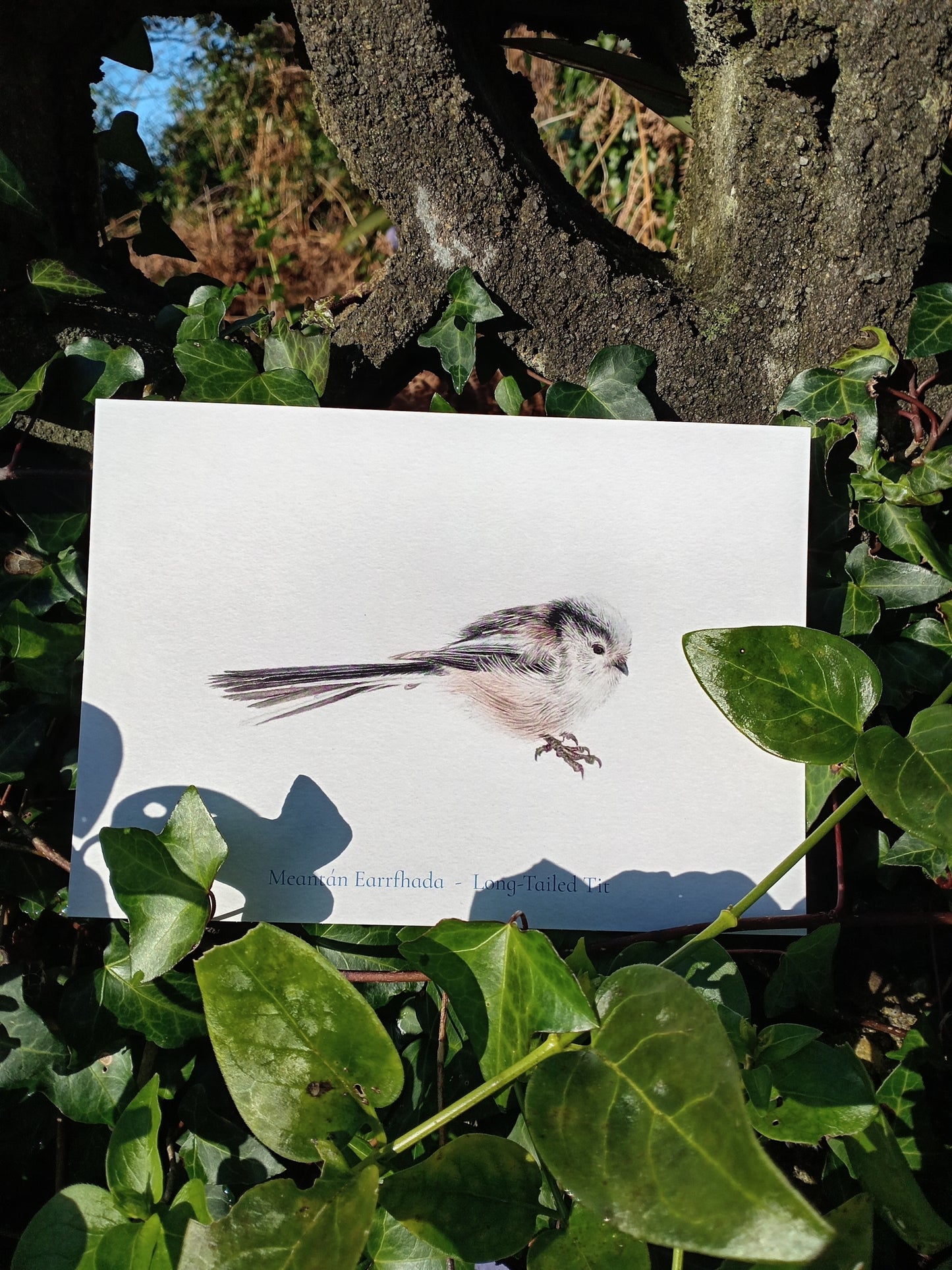 Nature Calendar Postcard Club