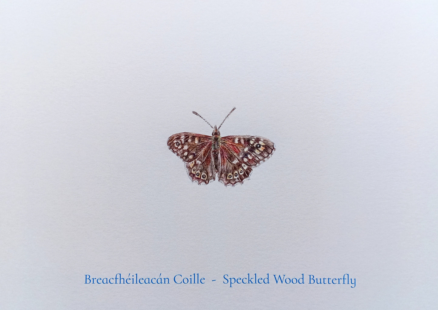 Breacfhéileachán Coille Postcard Print