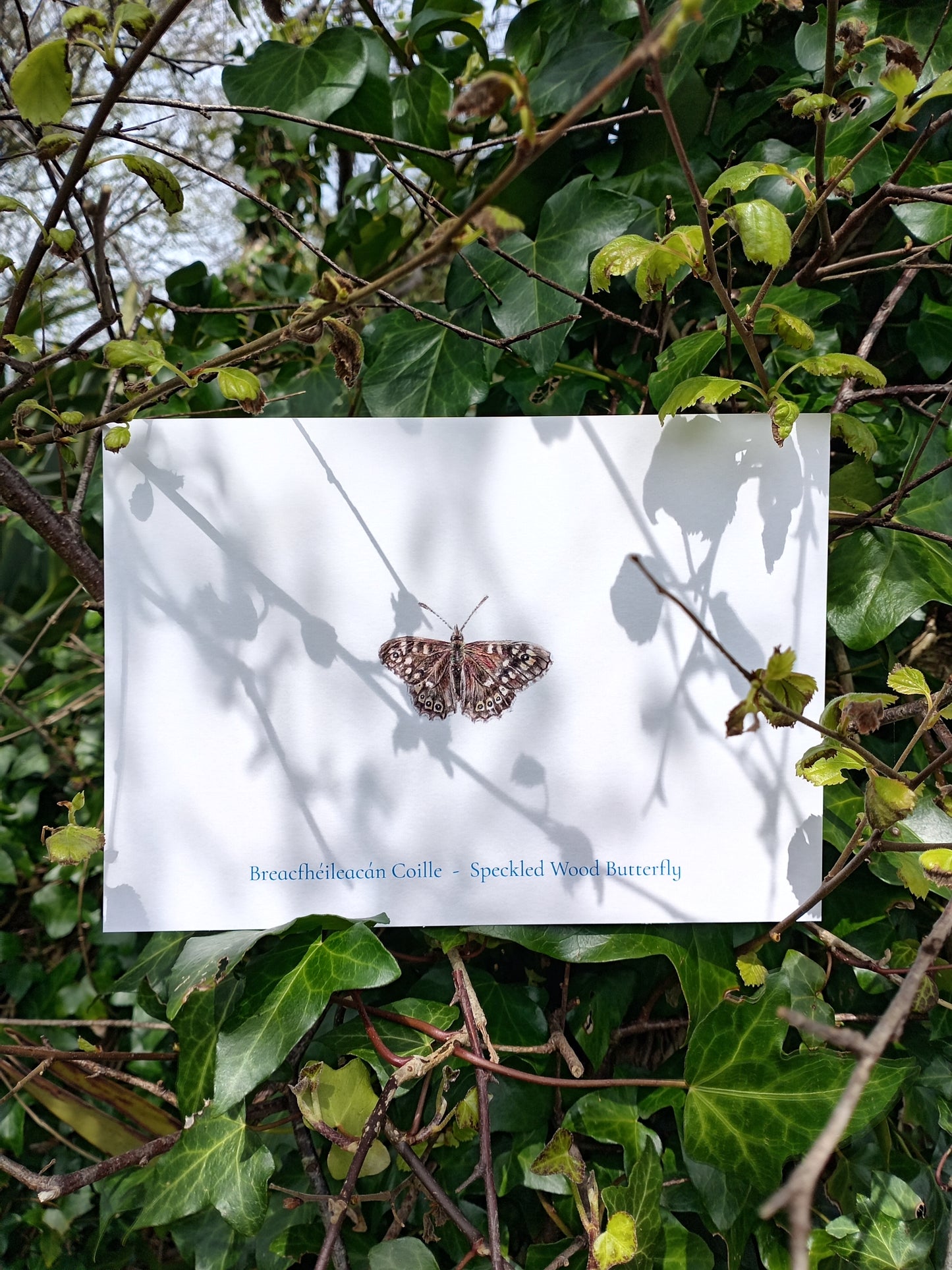 Nature Calendar Postcard Club