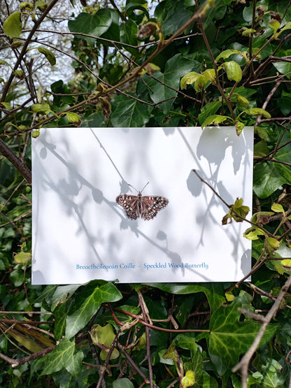 Nature Calendar Postcard Club