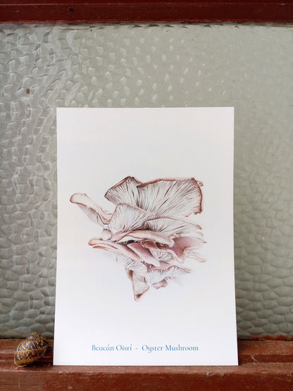 Beacán Oisrí - Oyster Mushroom A5 print